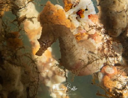 Short nose seahorse, rare in the dutch waters. by Eduard Bello 